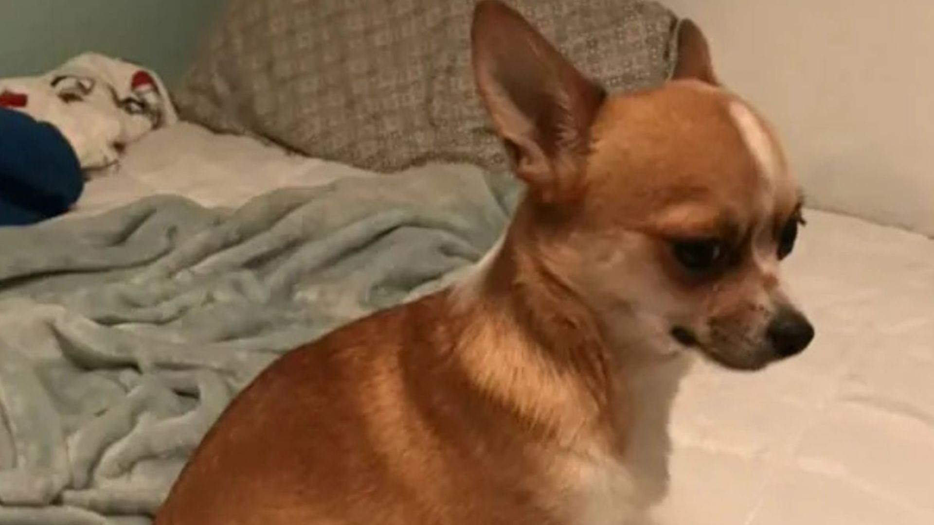 woman adopts chihuahua stacey