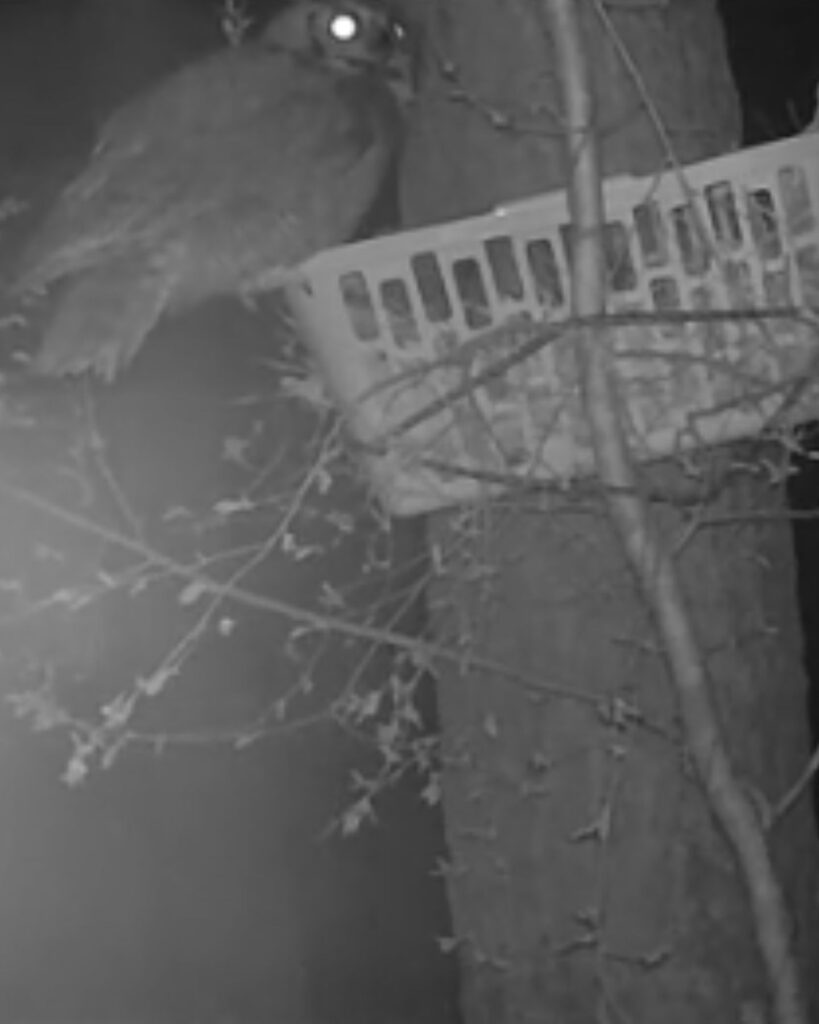 Owl sitting on a plastic basket