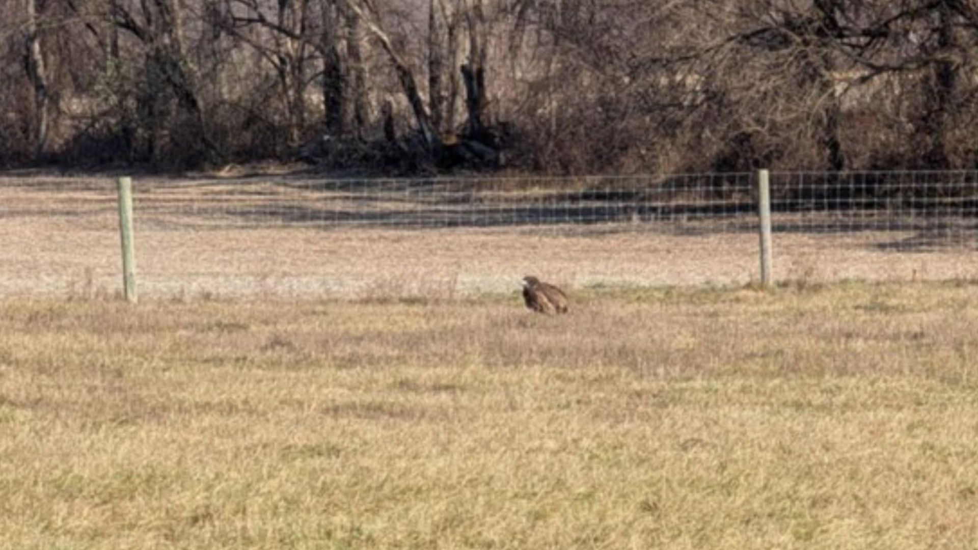 PA Family Sees Motionless Creature In Field