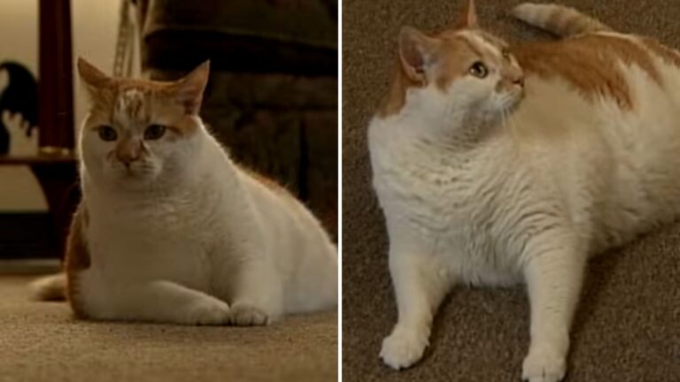 Pennsylvania Cat Feels Something’s Wrong