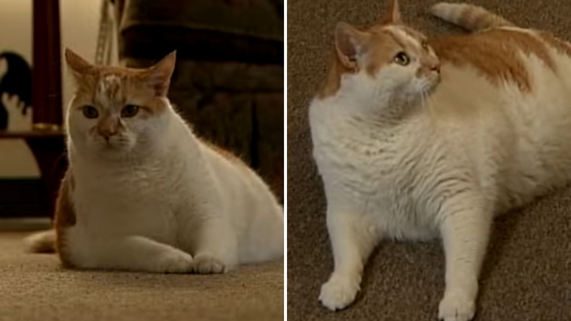 Pennsylvania Cat Feels Something’s Wrong