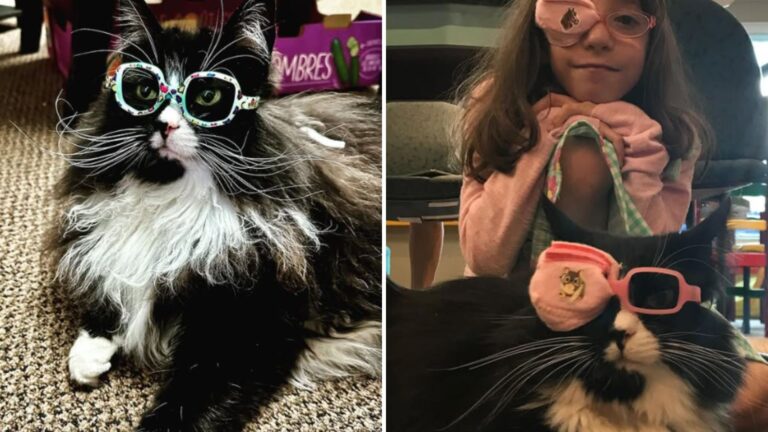 truffles the cat with glasses helps kids