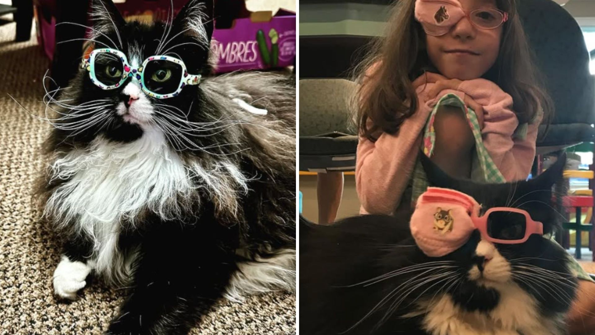 truffles the cat with glasses helps kids