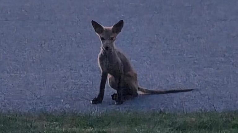 elusive creature in lancaster neighborhood