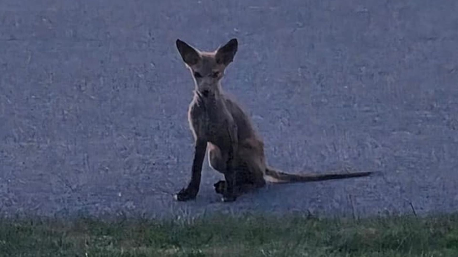 elusive creature in lancaster neighborhood
