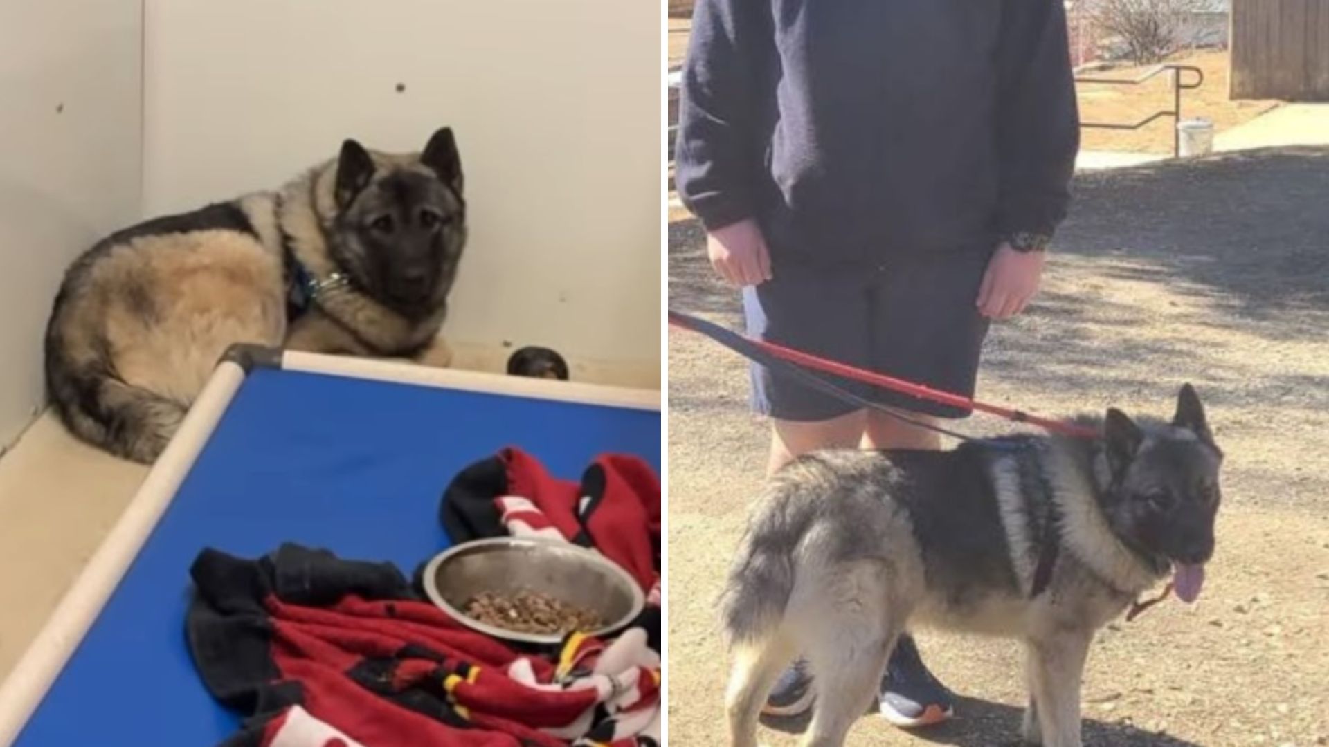 shelter pup cant stop shaking