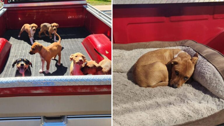 dog with puppies in a car trailer
