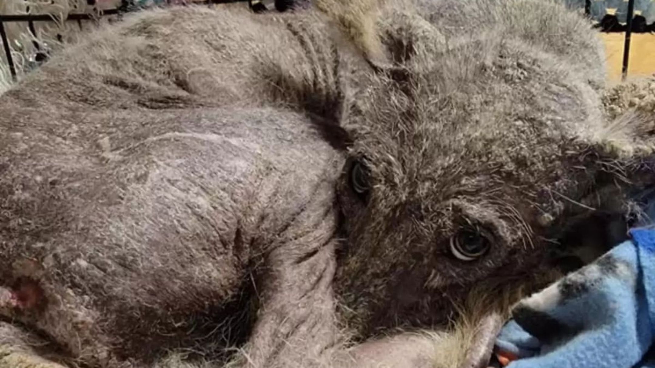 woman rescues an unfamiliar animal