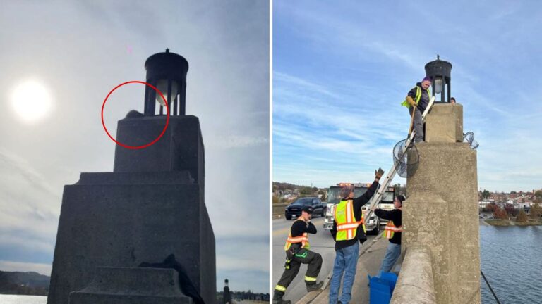 raccoon stuck on bridge pier