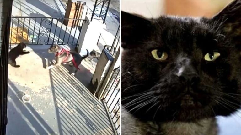 cat attacked by dogs