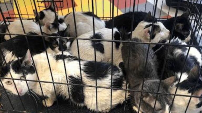 sixteen rescued cats