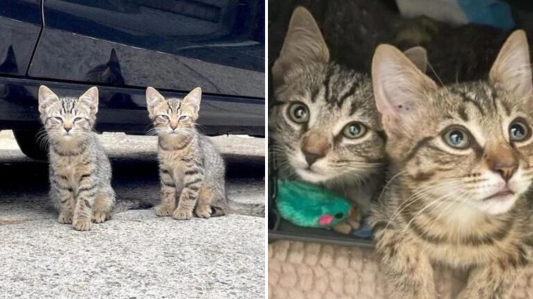 Philadelphia Rescuers Spot Two Shy Kittens Fighting For Survival On The Streets