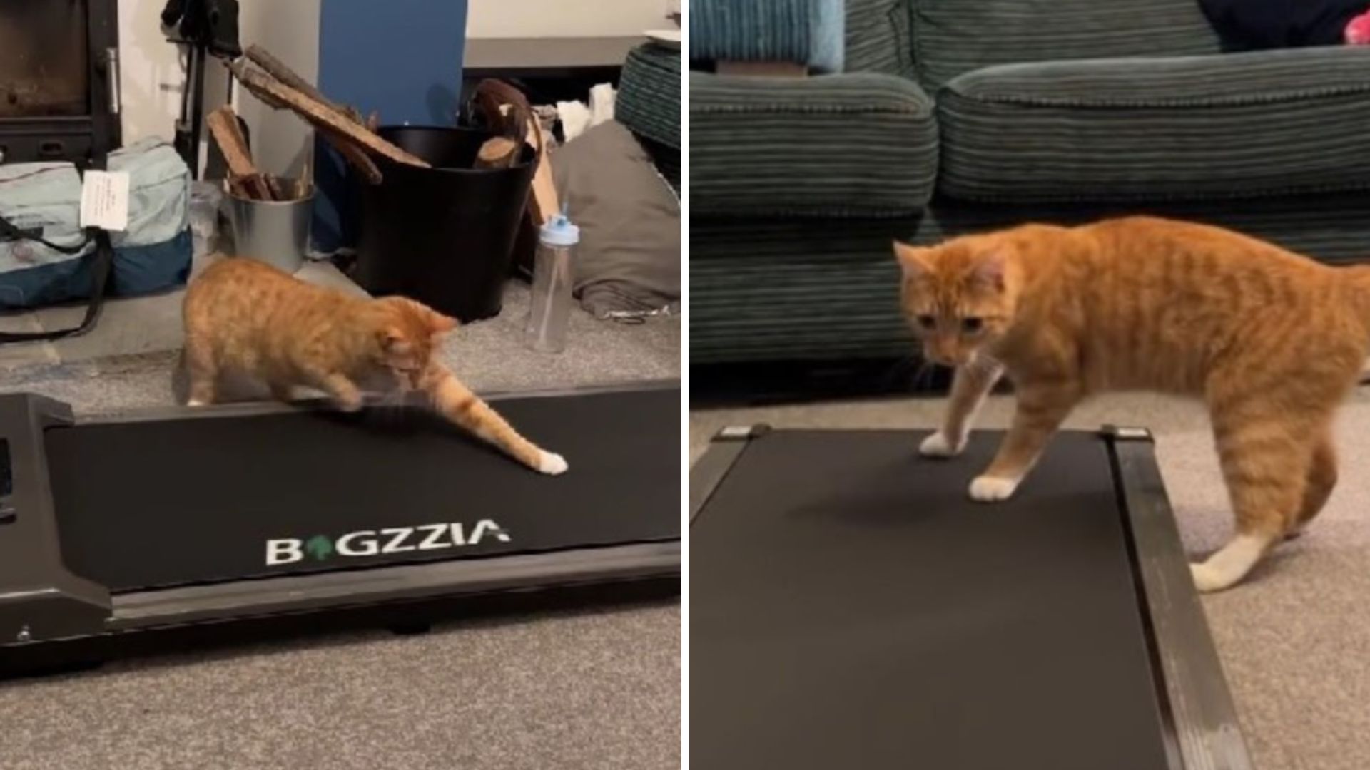 cat on treadmill