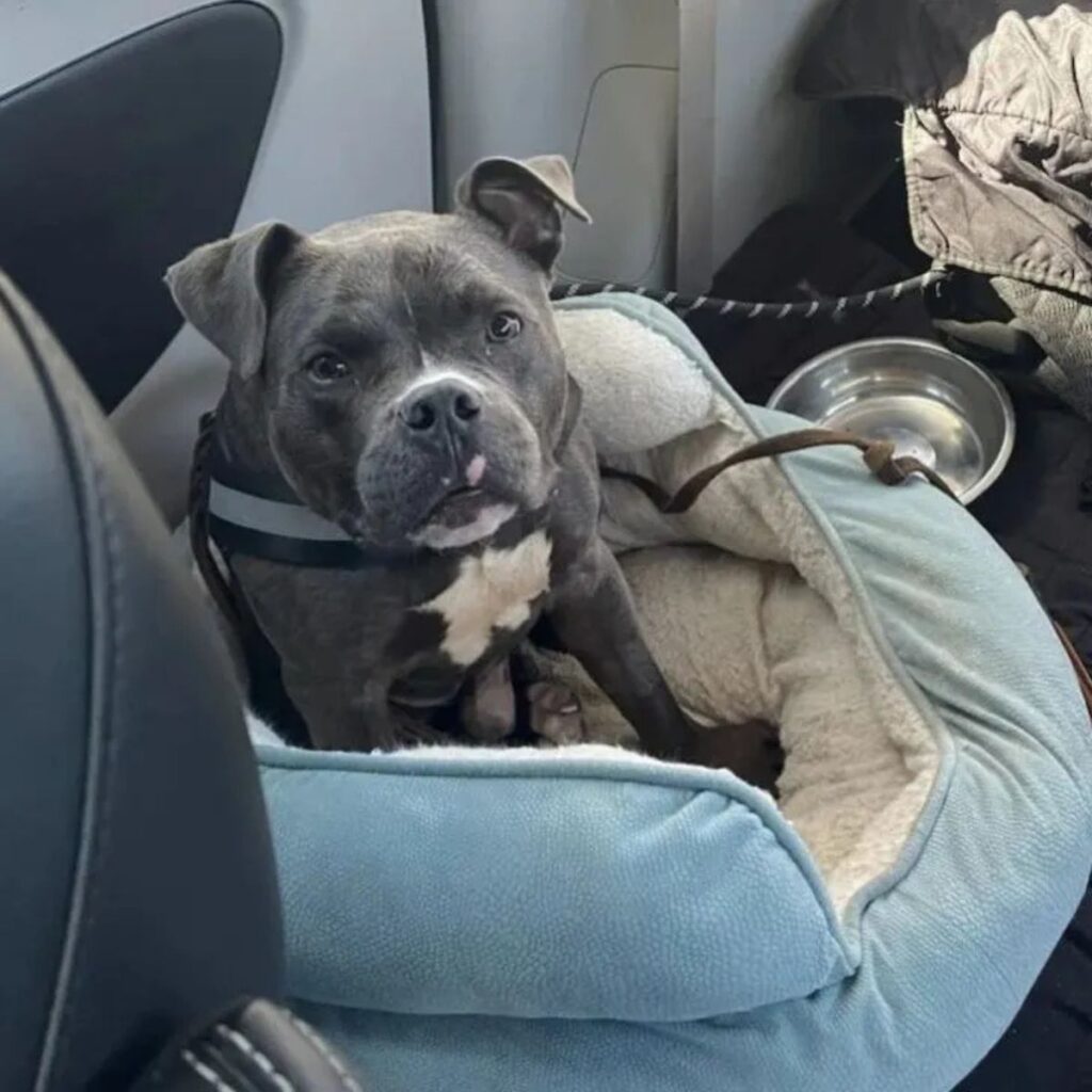 Pit bull sitting on a cushion in the car