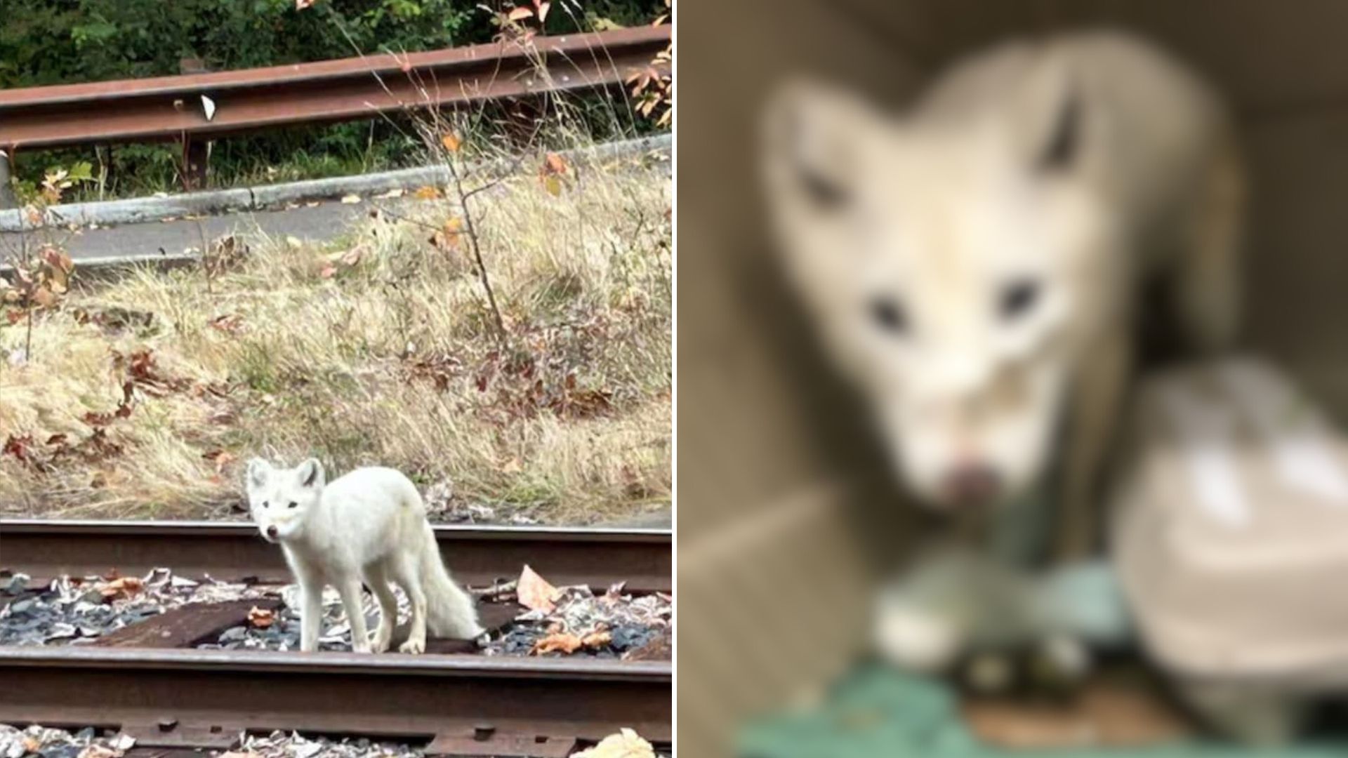 white fox found