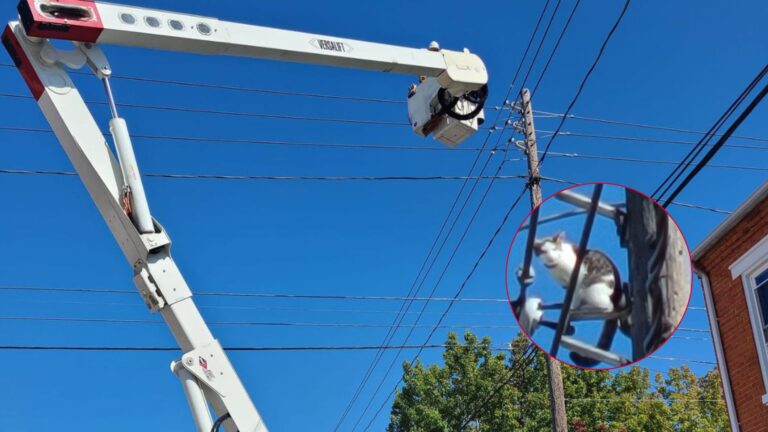Power Outage In Pennsylvania Traced To A Tiny Creature Stranded