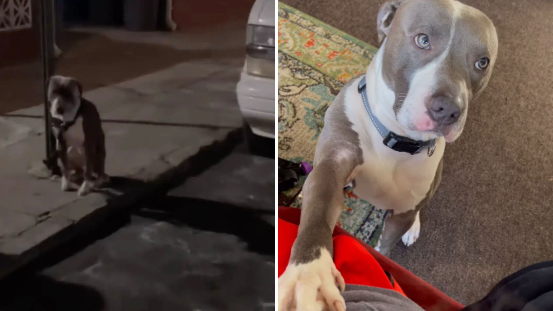 Pup Found Tied To A Pole In Cold NY After