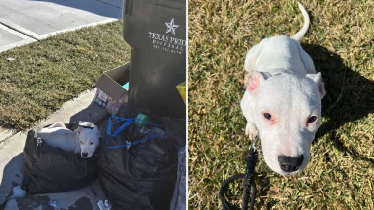 milly the dog left in trash in texas