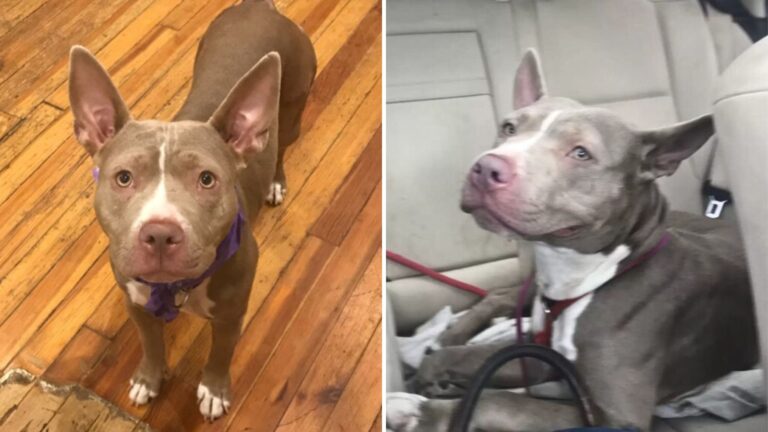 philly pit bull mix Matilda