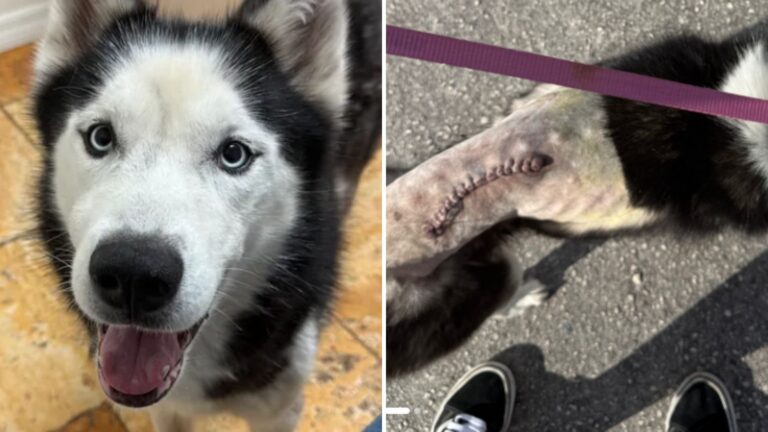 woman reunites with her husky after seven years