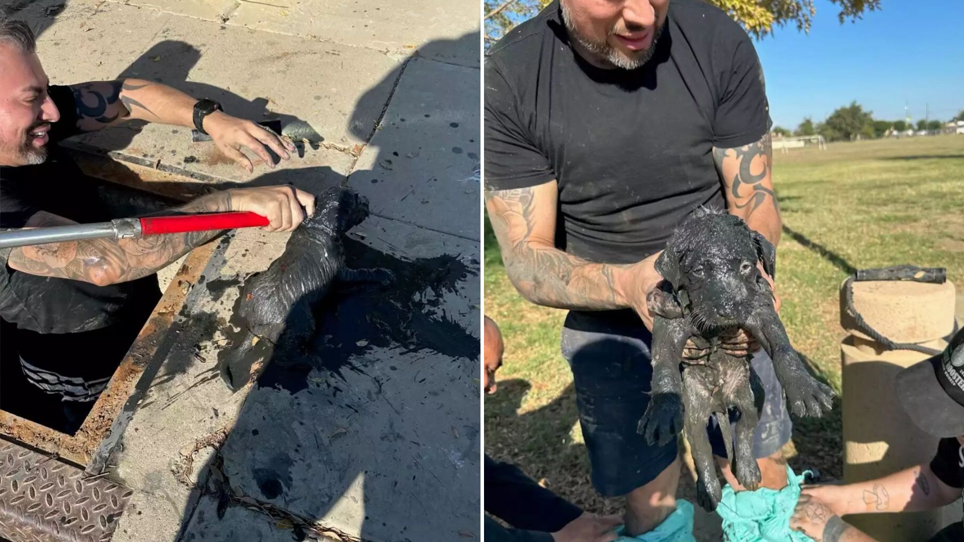 the dog was successfully pulled out of the septic tank