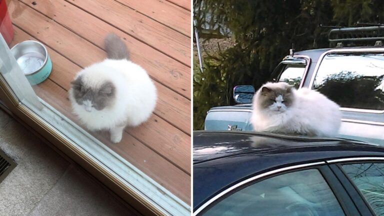 heartbroken ragdoll cat finds love