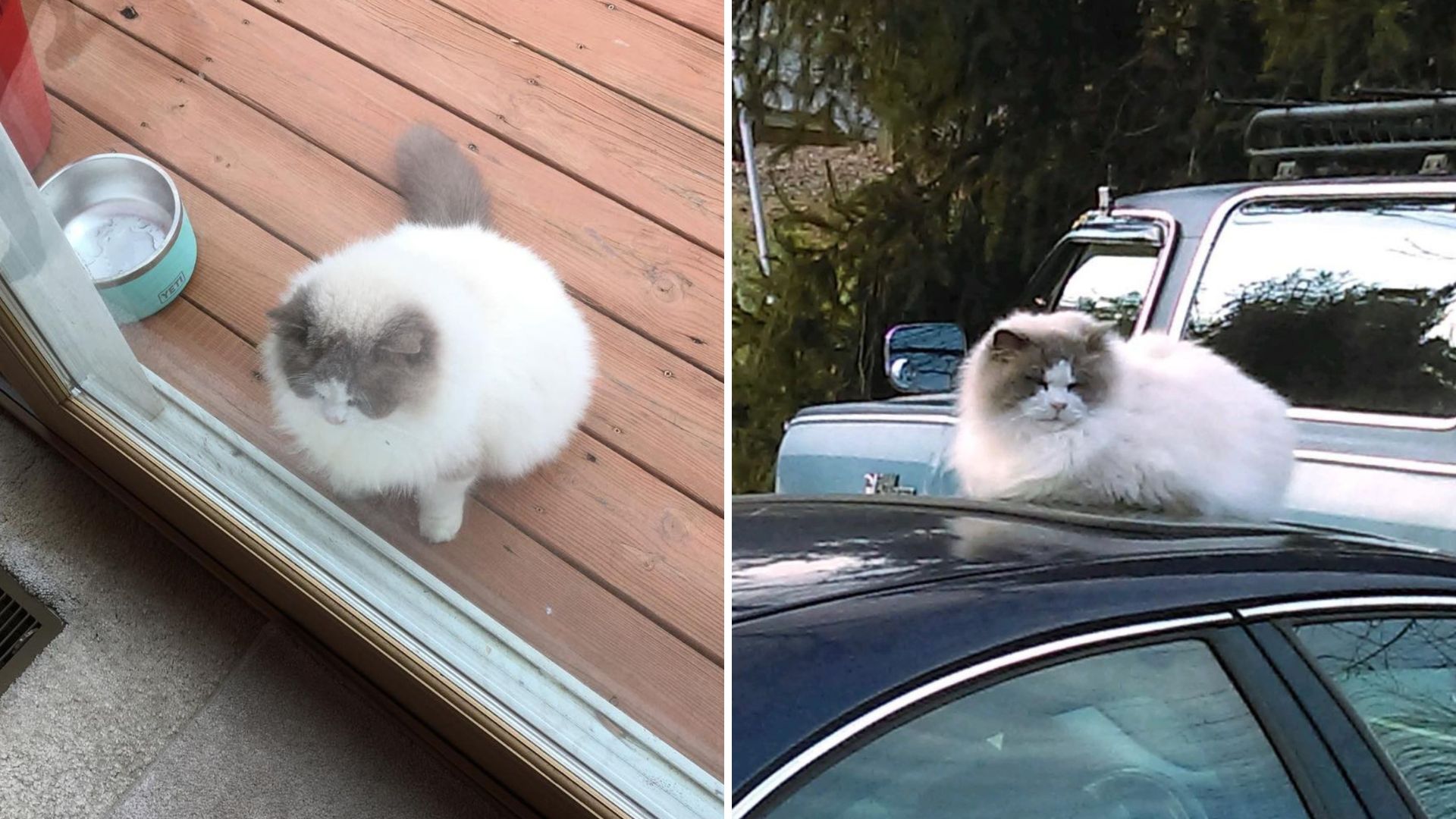heartbroken ragdoll cat finds love