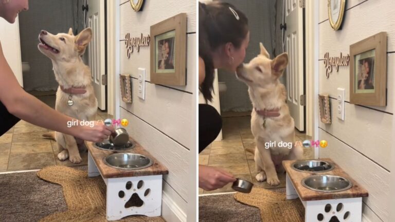 dog wont eat without a kiss