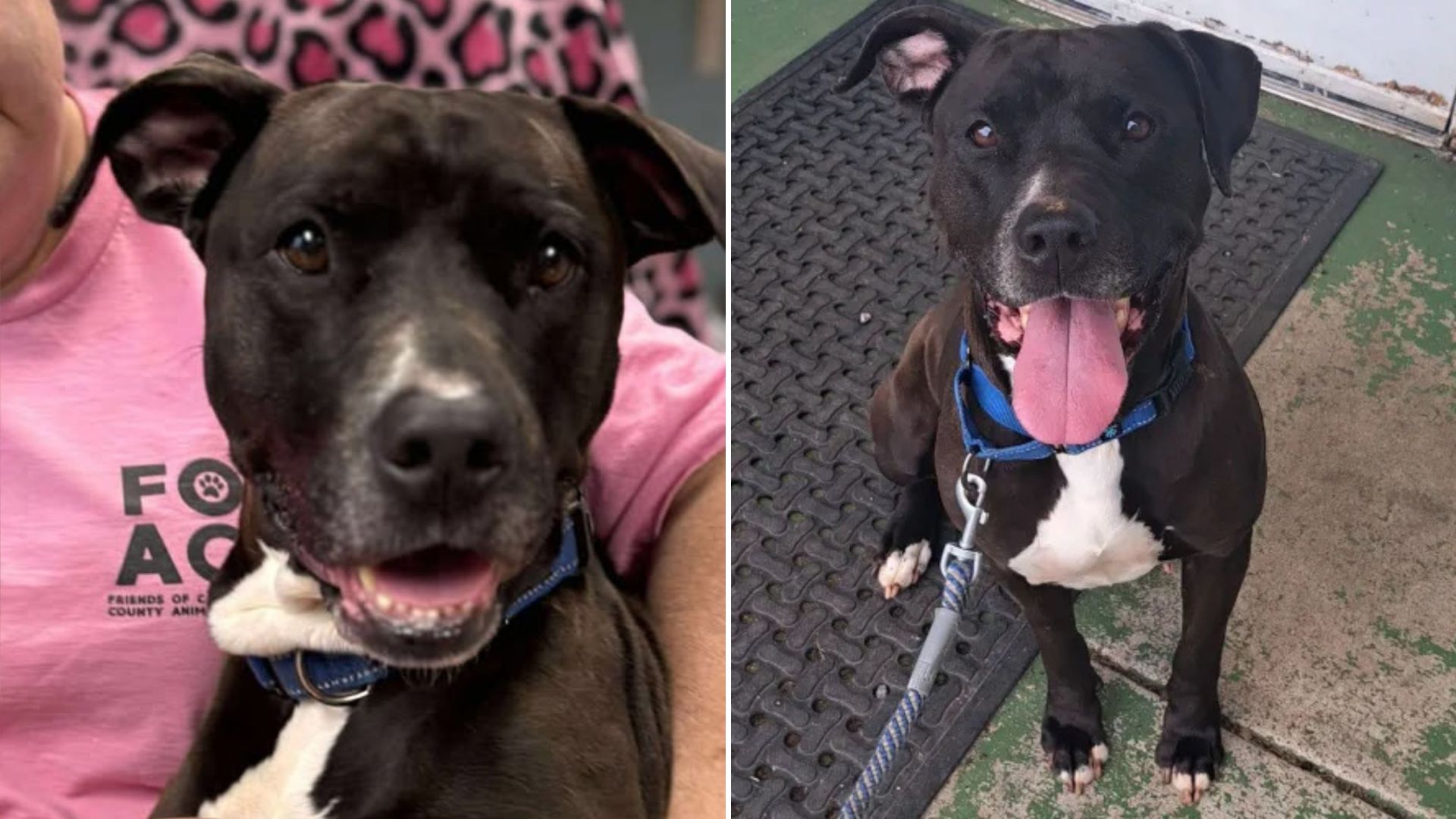 portrait of a black pit bull