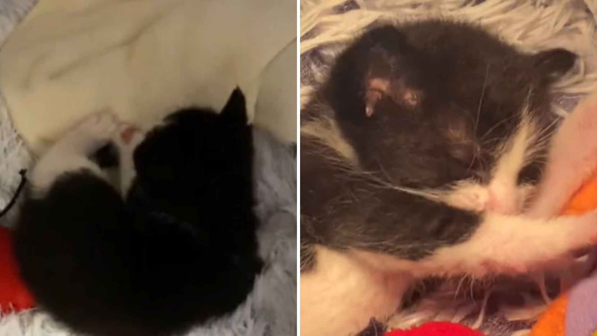 griffin kitten suffocated in plastic bag