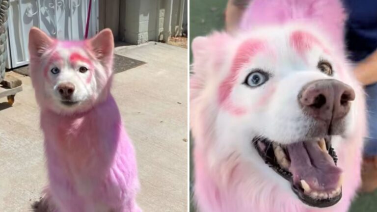 dog dyed in pink gets rescued