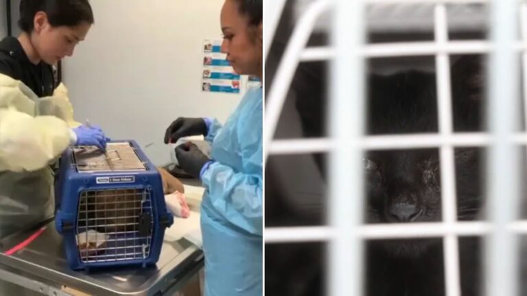 40 cats rescued from sd apartment