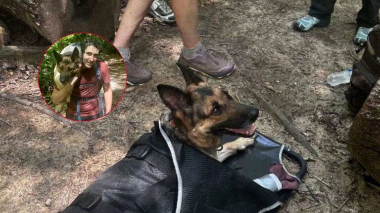 hikers find injured dog in woods