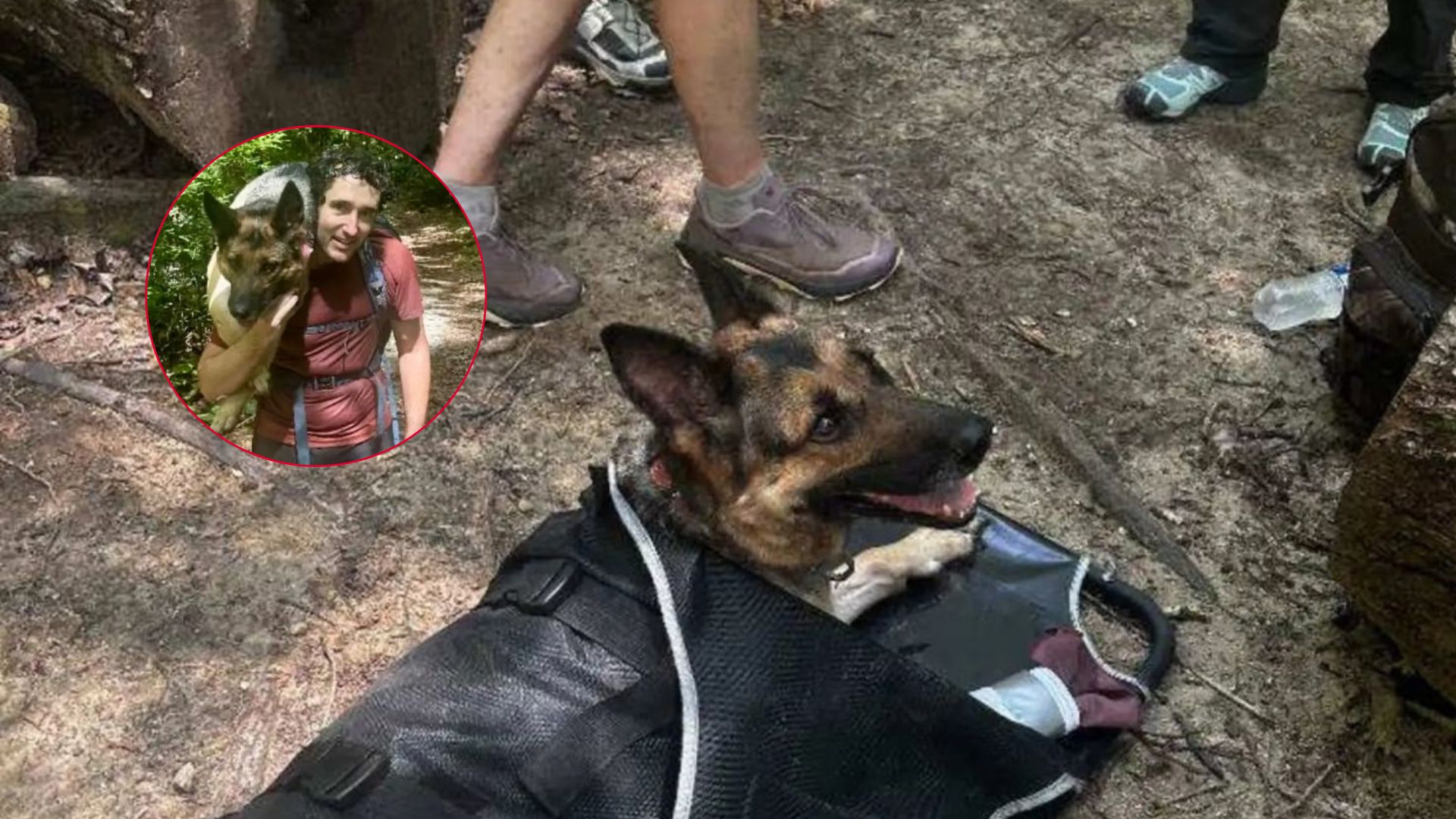 hikers find injured dog in woods