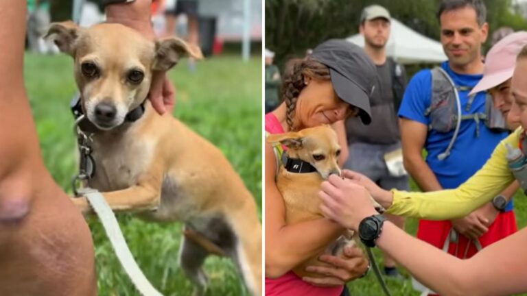 sacramento rescue dog runs marathons
