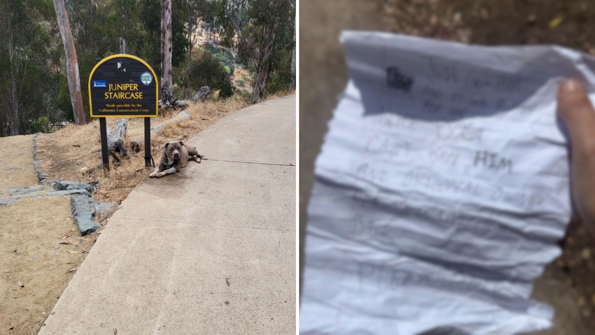 San Diego Woman Approaches A Dog Tied To A Sign