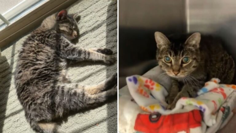 daisy the senior cat abandoned after fourteen years