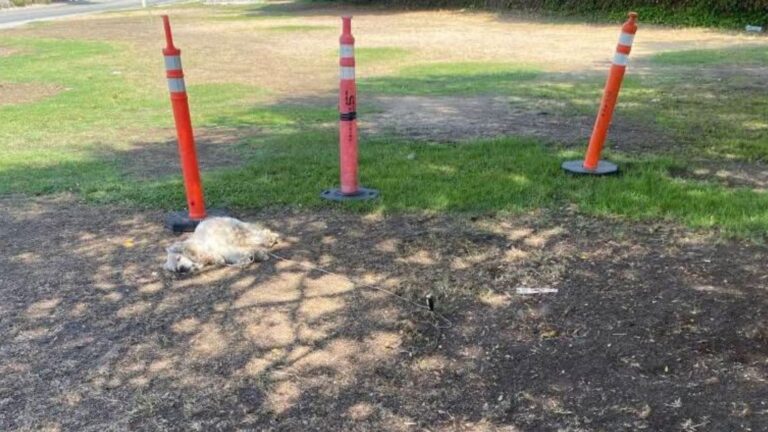 Senior Cocker Spaniel Tied To A Cone In LA Park