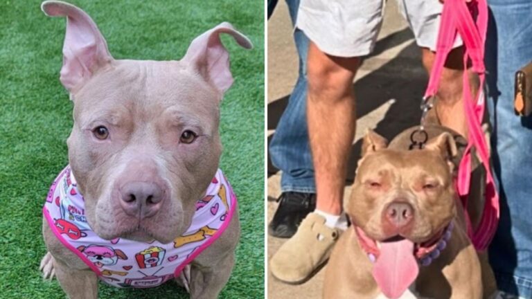 senior dog escapes euthanasia thanks to chip