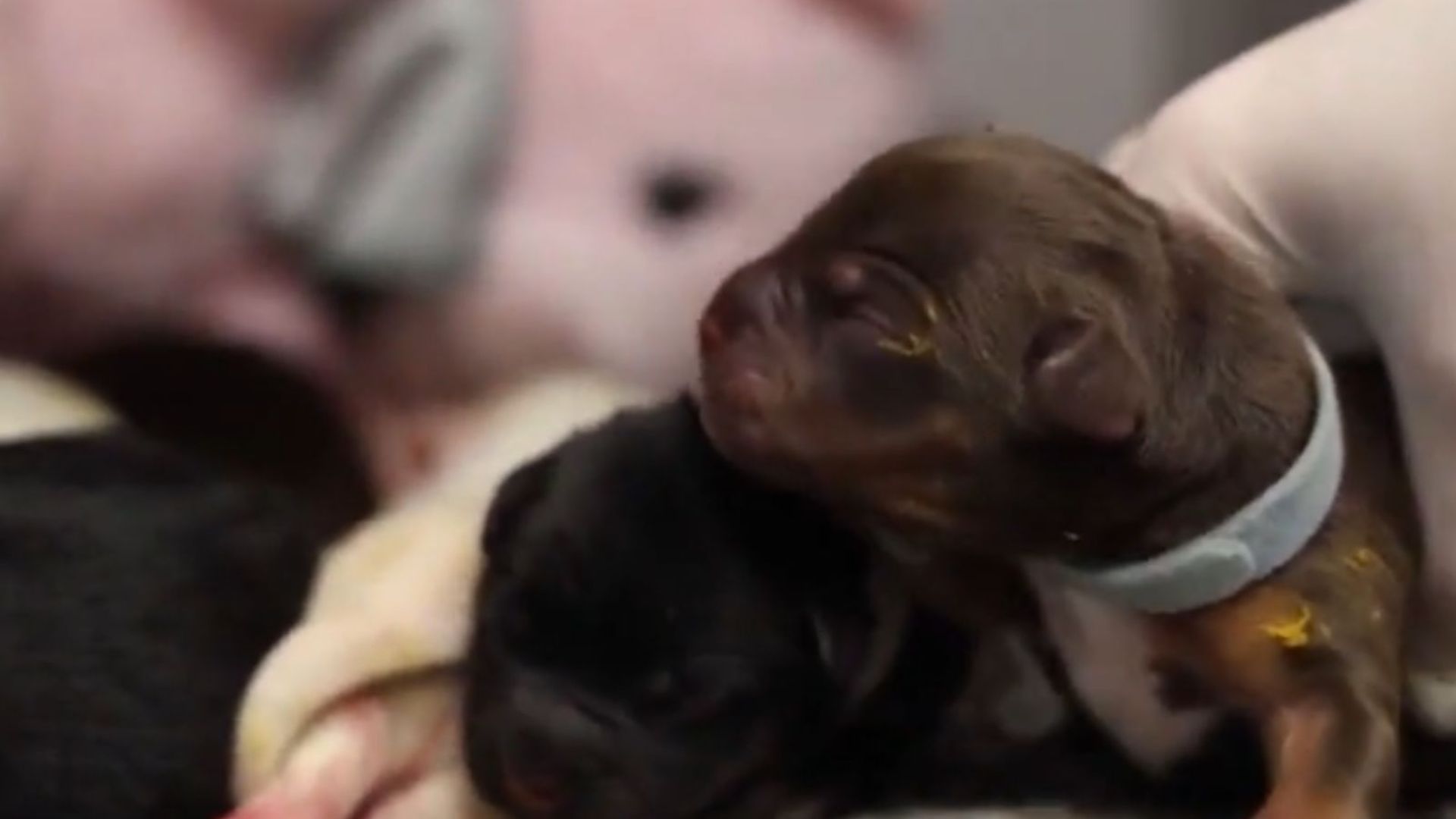 plastic bin left at arizona shelter