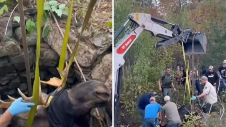 rescuing a moose from a hole