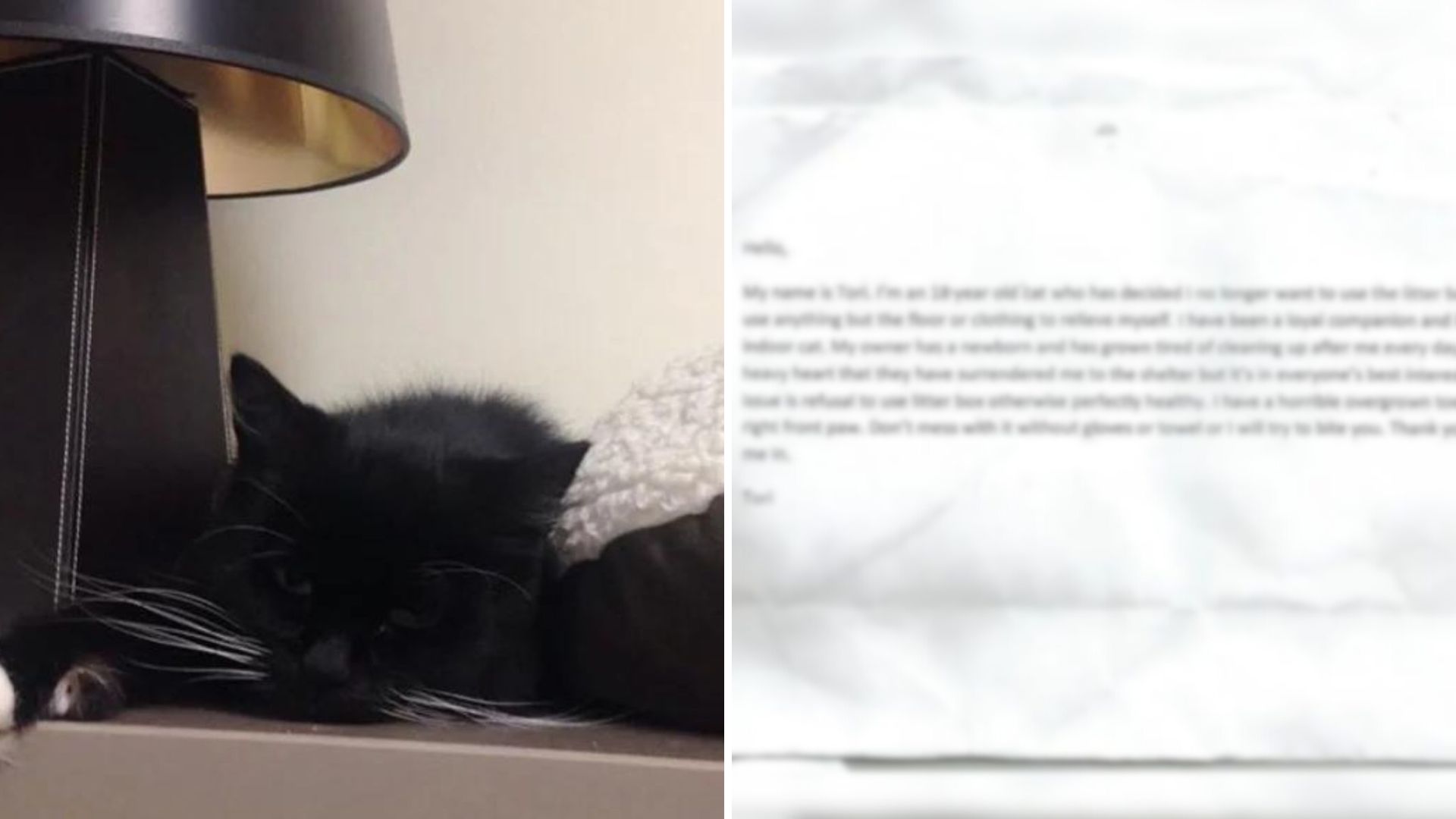 tori the senior cat abandoned by her family