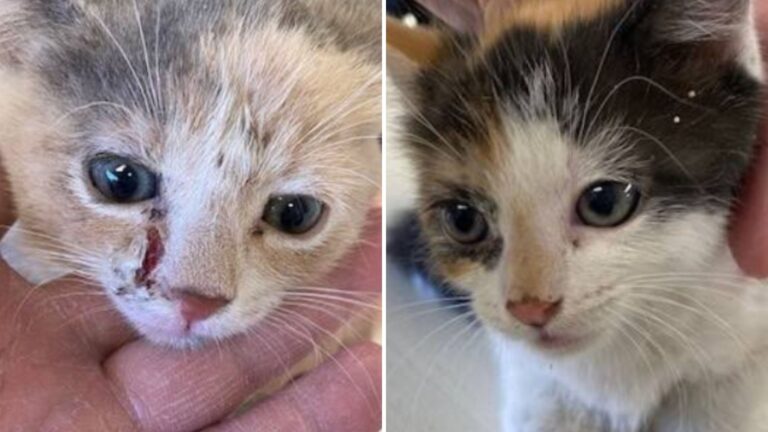 kittens found in bushes