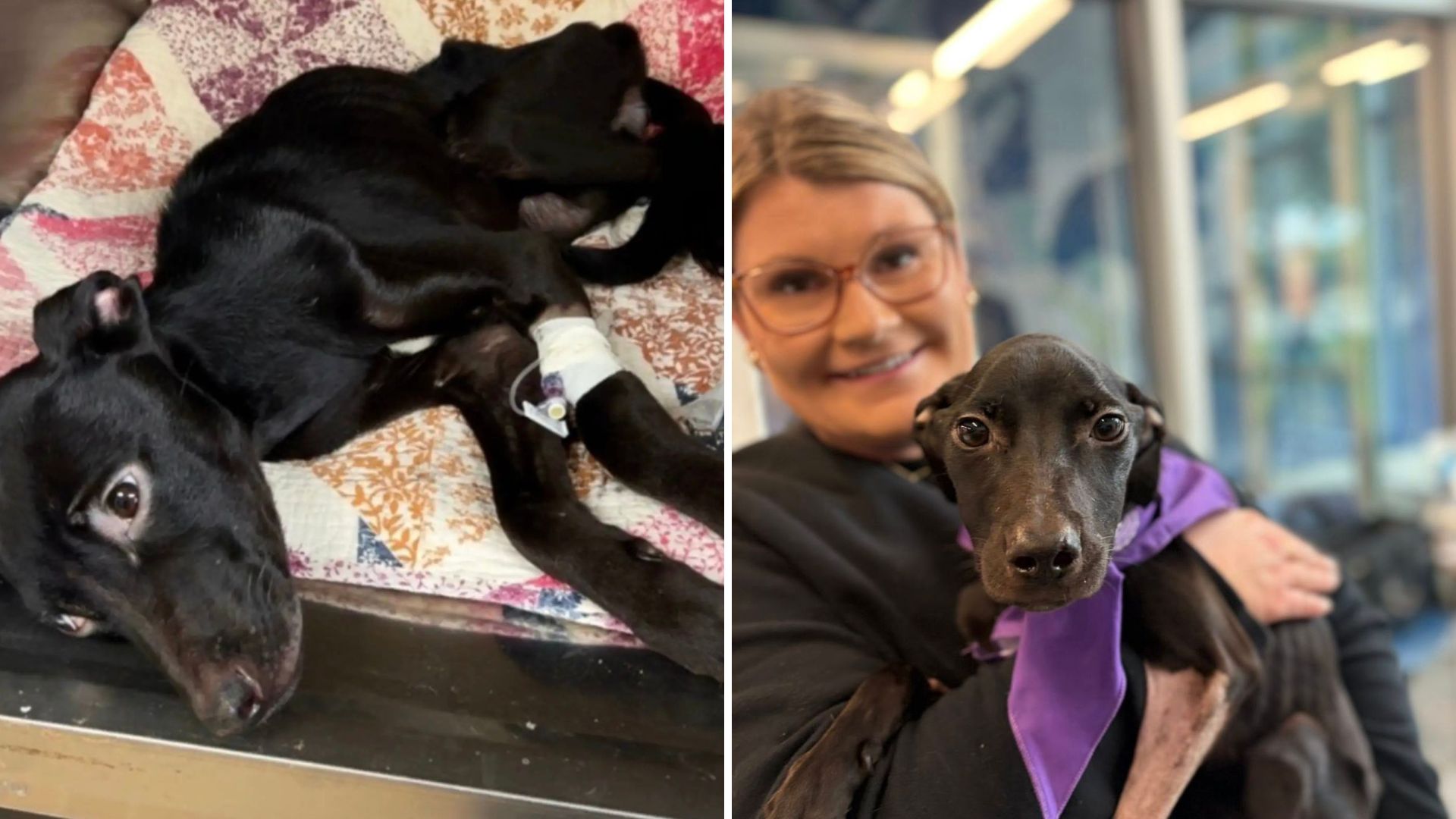 dog found in pumpkin patch