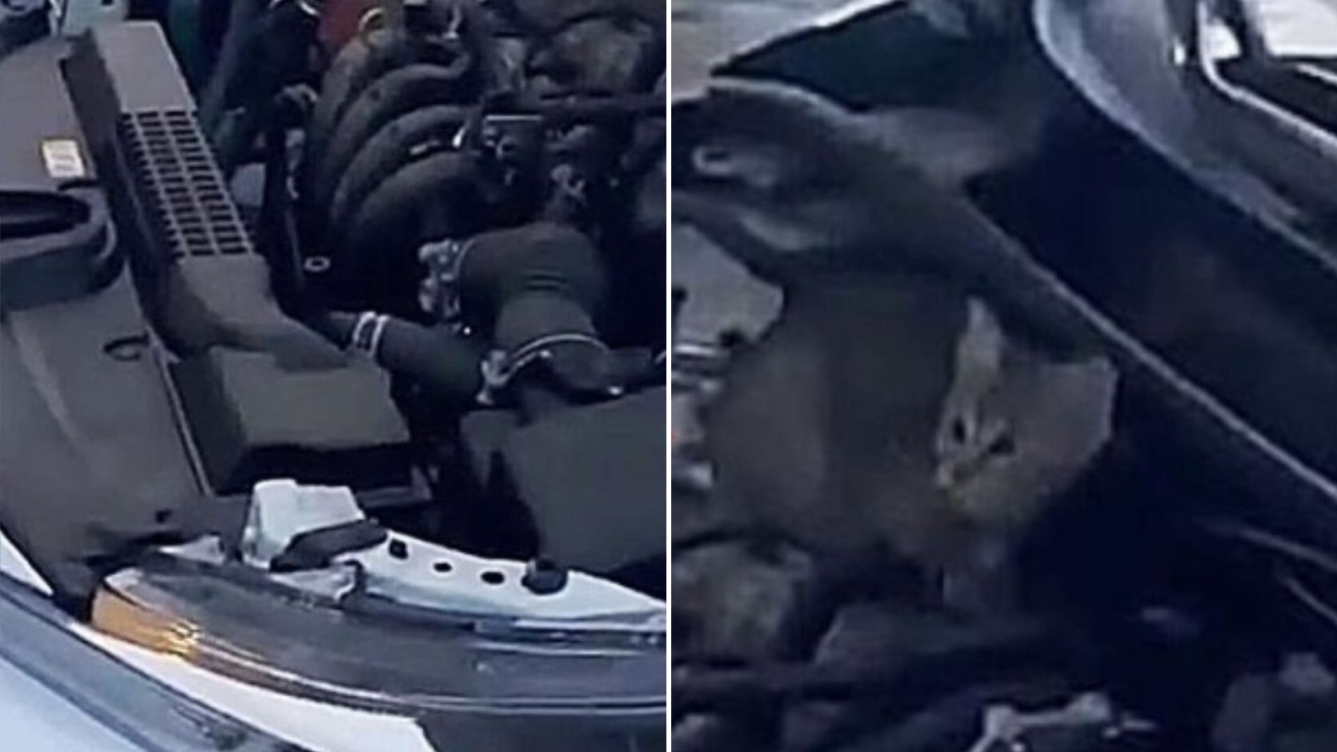 man rescues two kittens