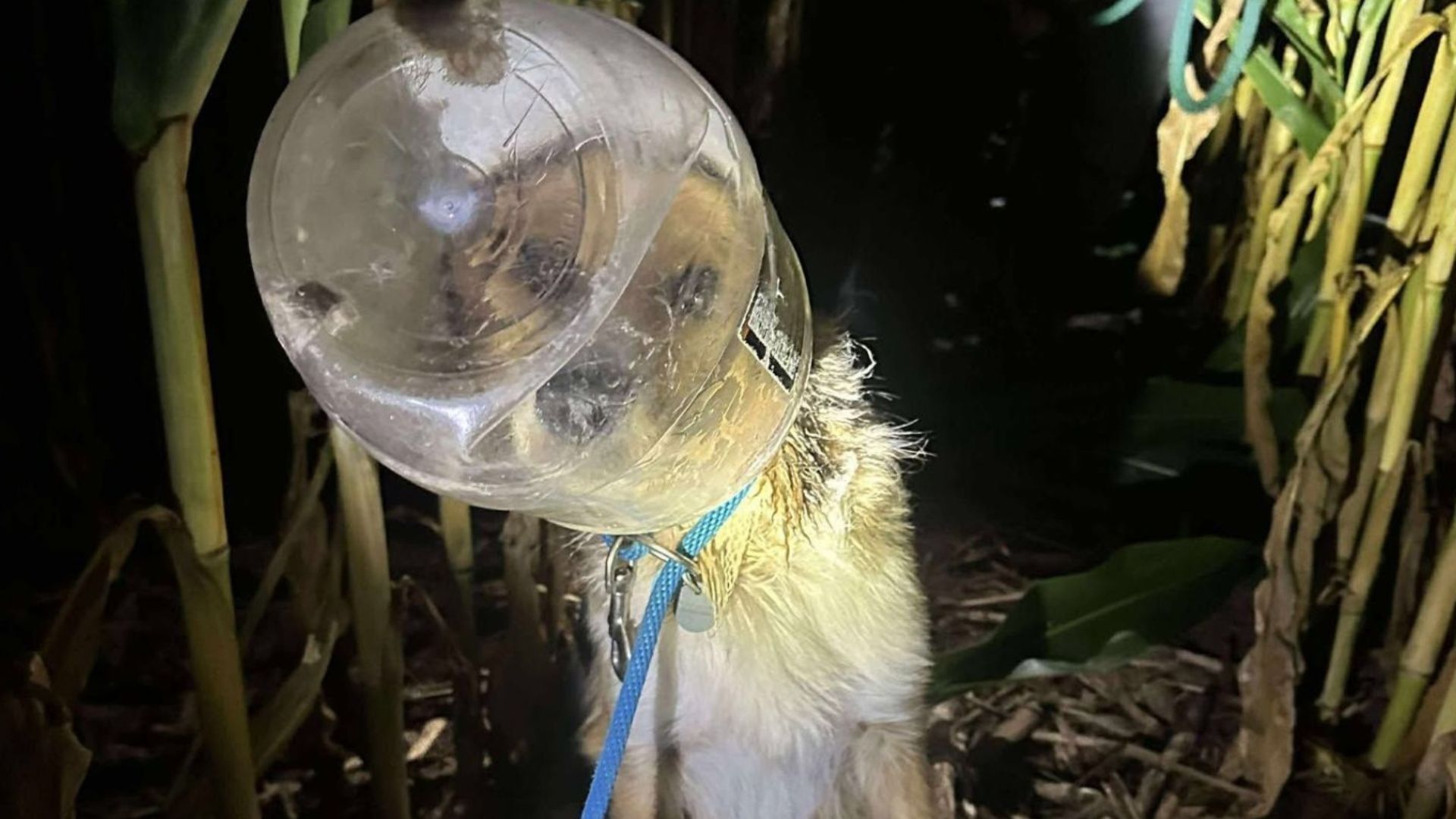 dog with a bottle on its head