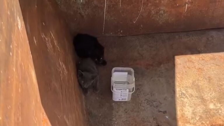 kittens hiding in dumpster at construction site