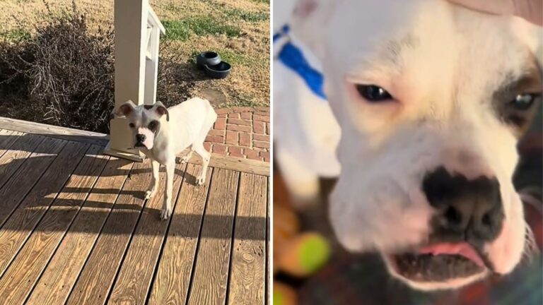 skinny dog appears on familys porch