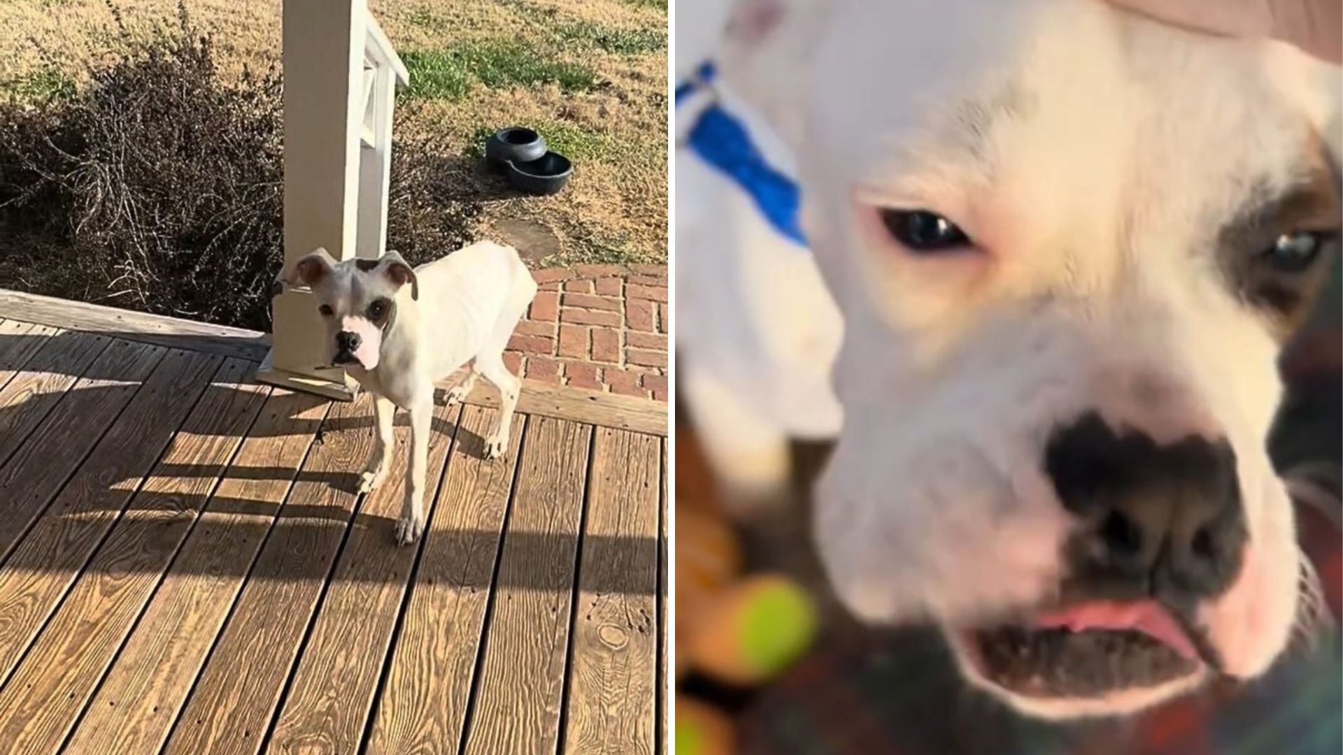 skinny dog appears on familys porch