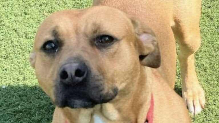 sweet mama dog looking for forever home